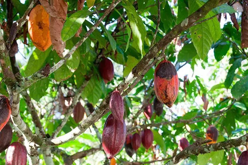 Fonte: Agência Senado