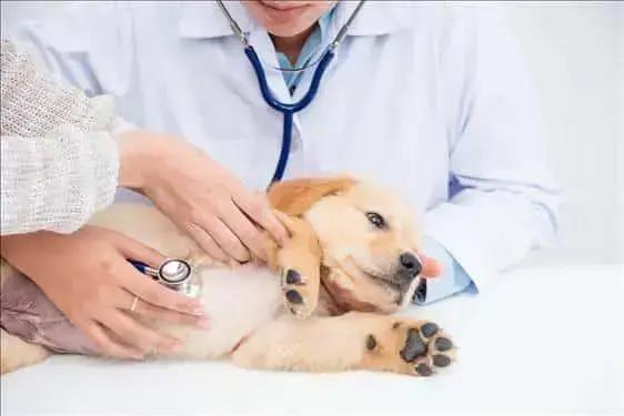 TJ-MG condena loja de animais a indenizar por filhote doente