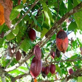 Fonte: Agência Senado